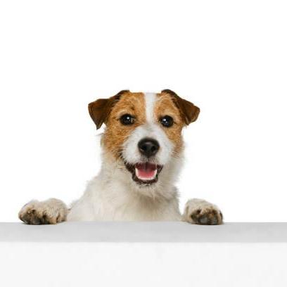 LaPet India Pet Shop In Lucknow