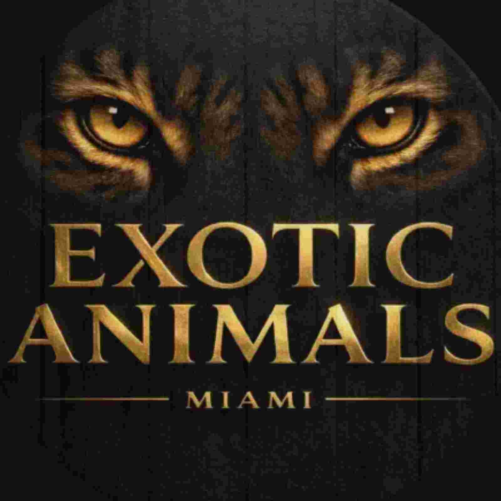 Exotic Animals Miami 